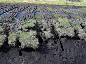 peat extraction